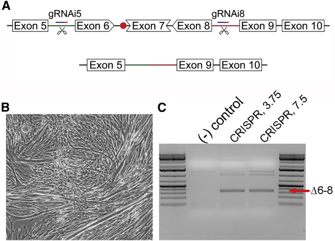 Figure 1