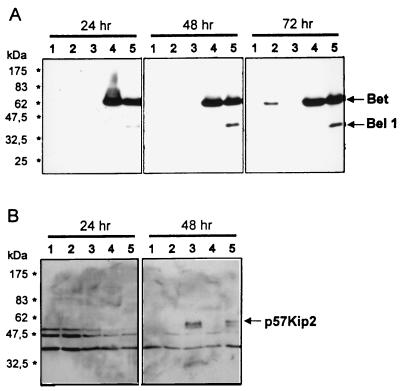 FIG. 5