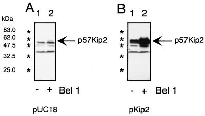 FIG. 6