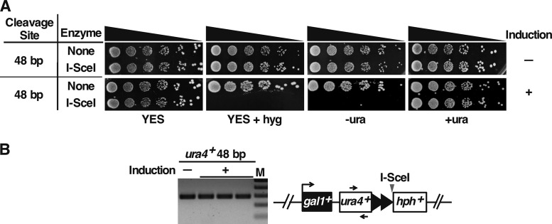 FIG 8