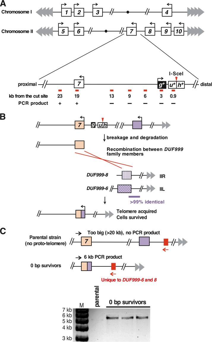 FIG 6