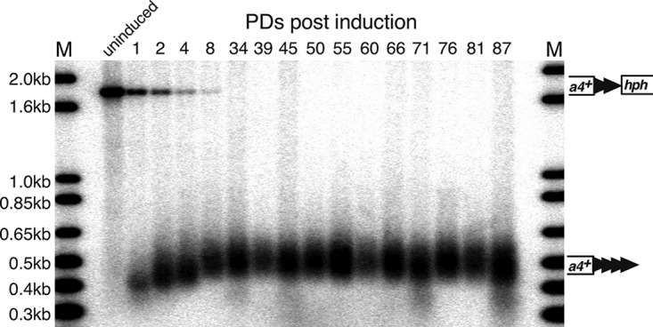 FIG 13