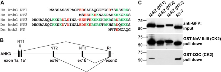 FIGURE 9.