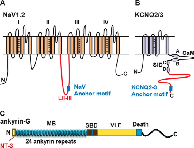 FIGURE 1.