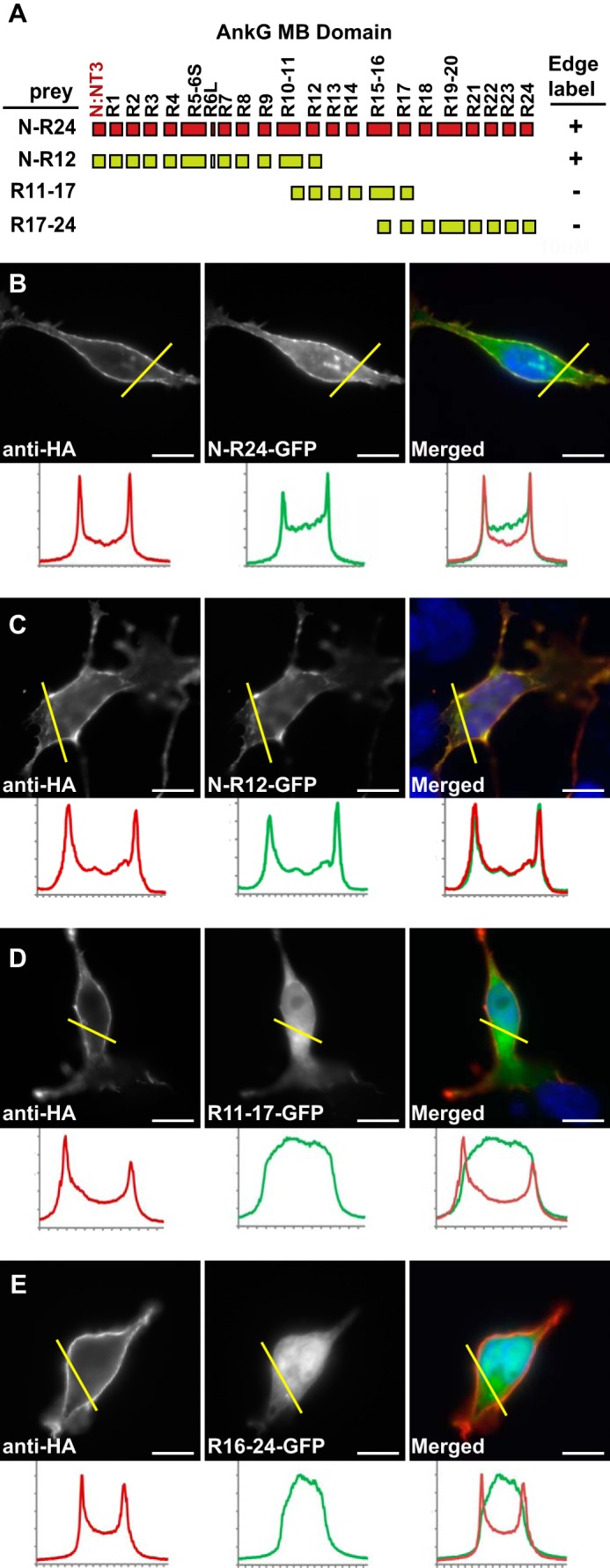 FIGURE 4.