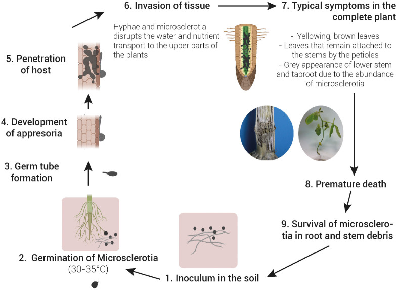 FIGURE 1