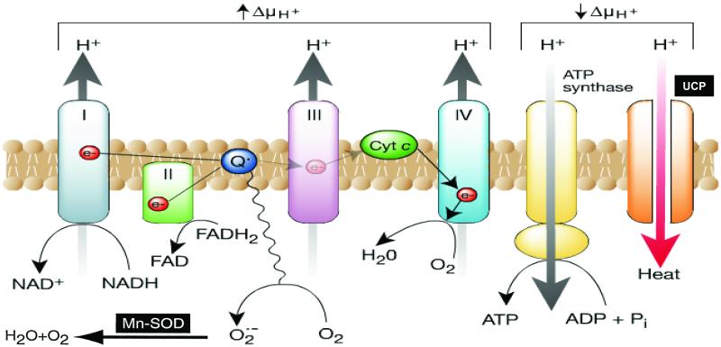 Fig.3