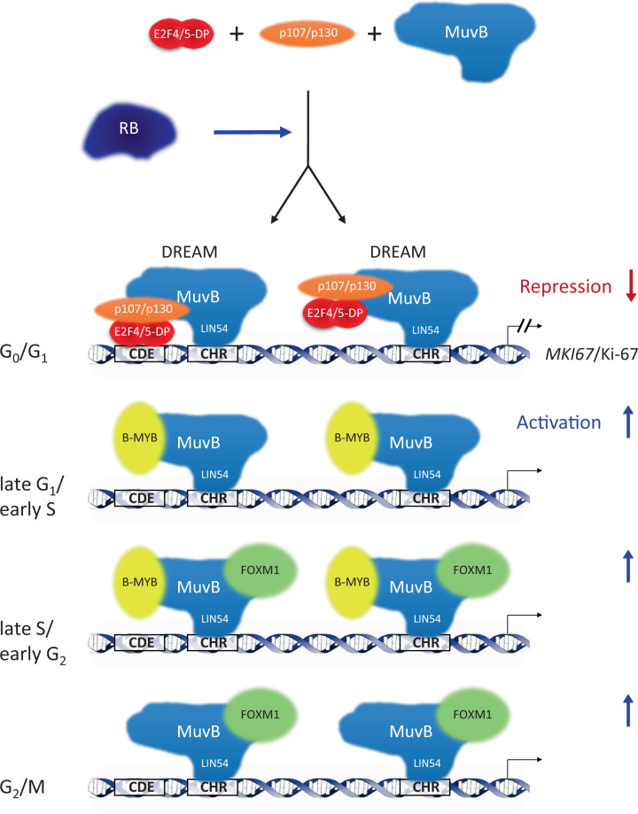 Ki-67 gene expression - PMC