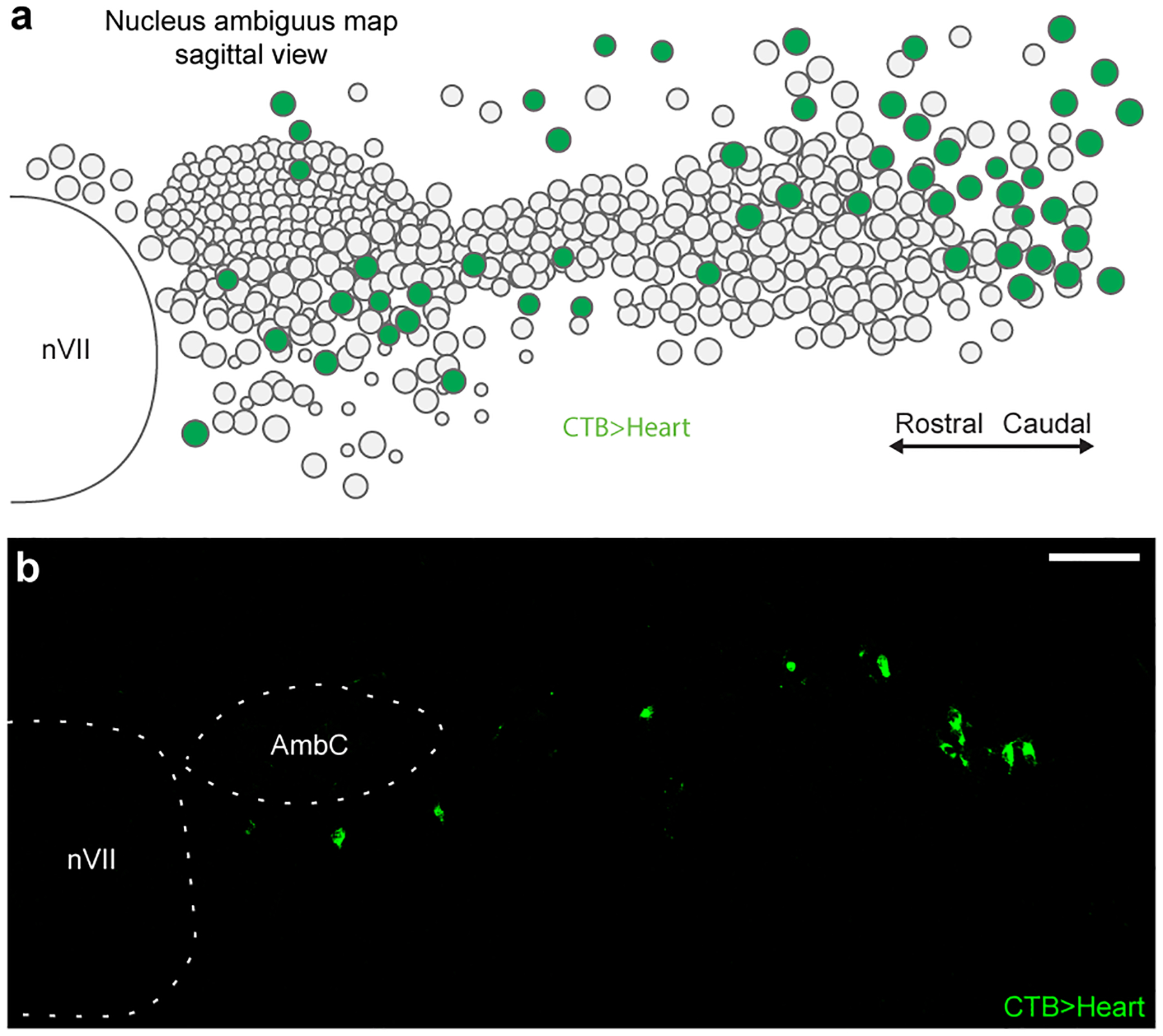 Extended Data Figure 1.