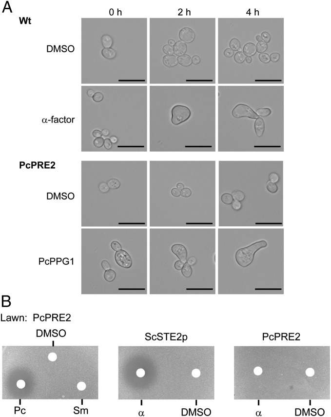 Fig. 4.