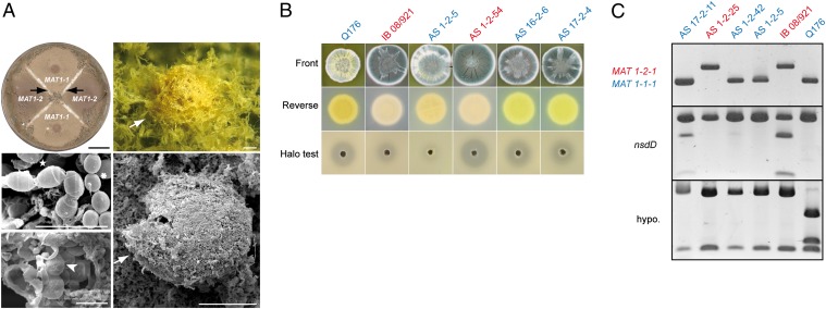 Fig. 1.