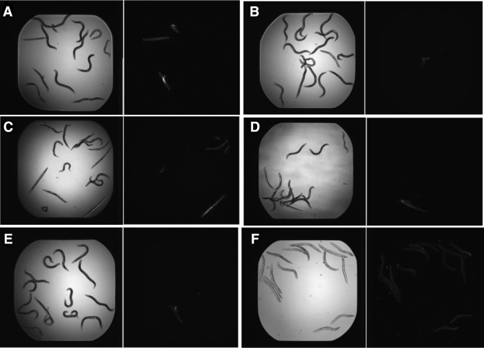 FIG. 2.