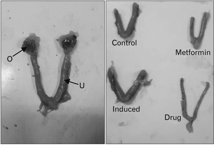 Fig. 12