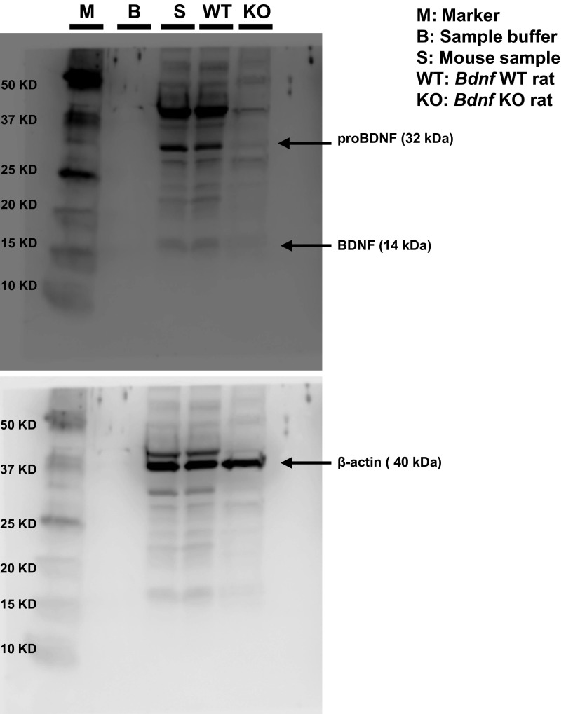 Fig. S4.