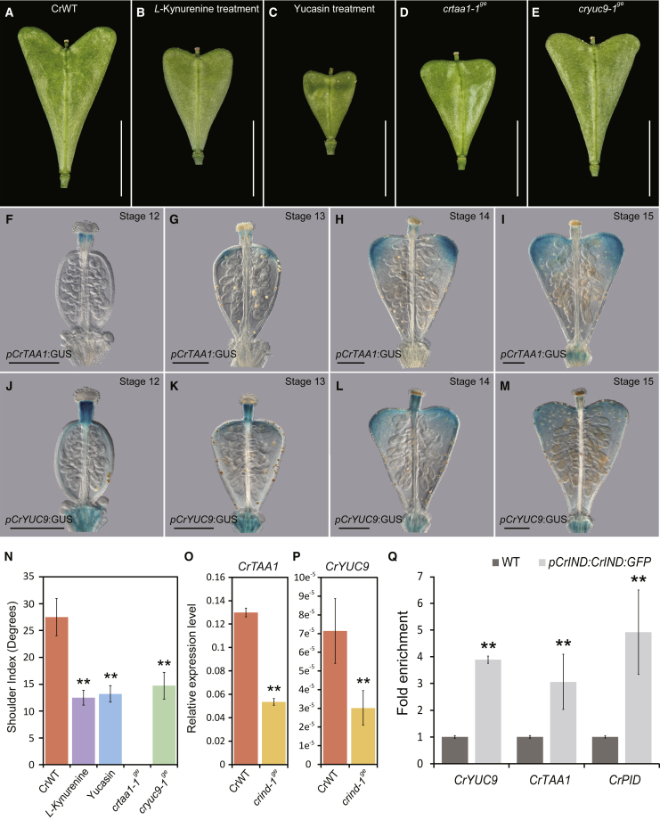 Figure 3