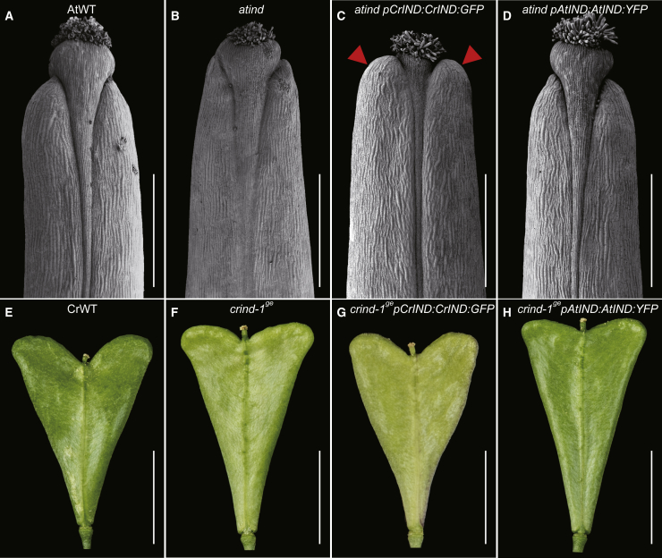 Figure 4