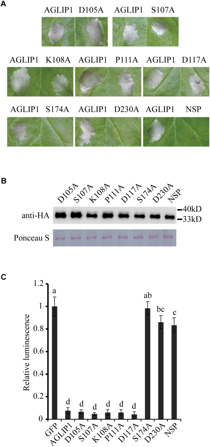 FIGURE 2