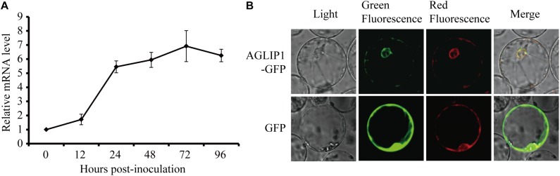 FIGURE 3