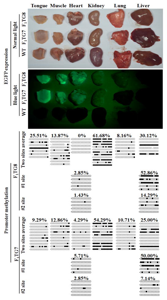 Figure 7