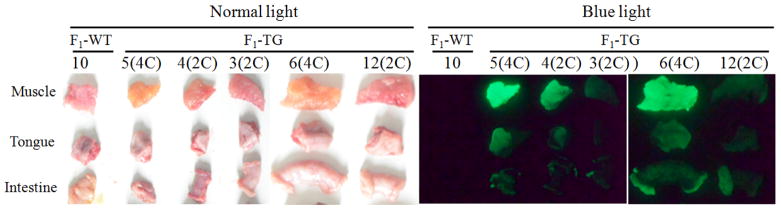 Figure 6