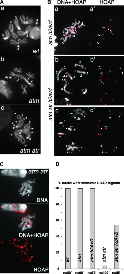 Figure 4.—