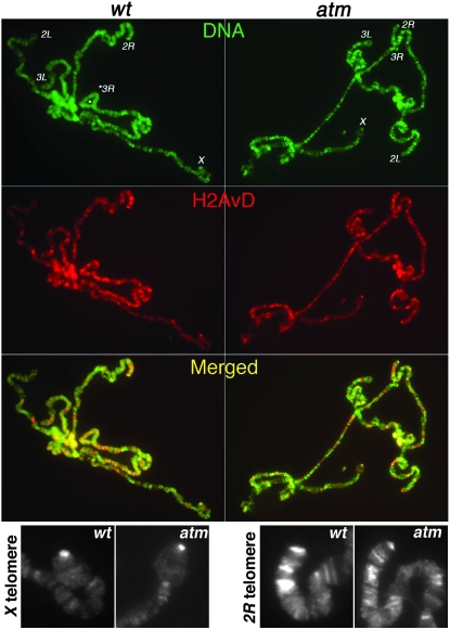 Figure 2.—