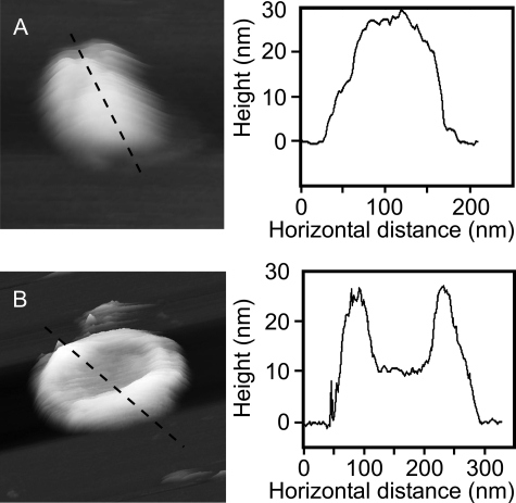 FIGURE 1.