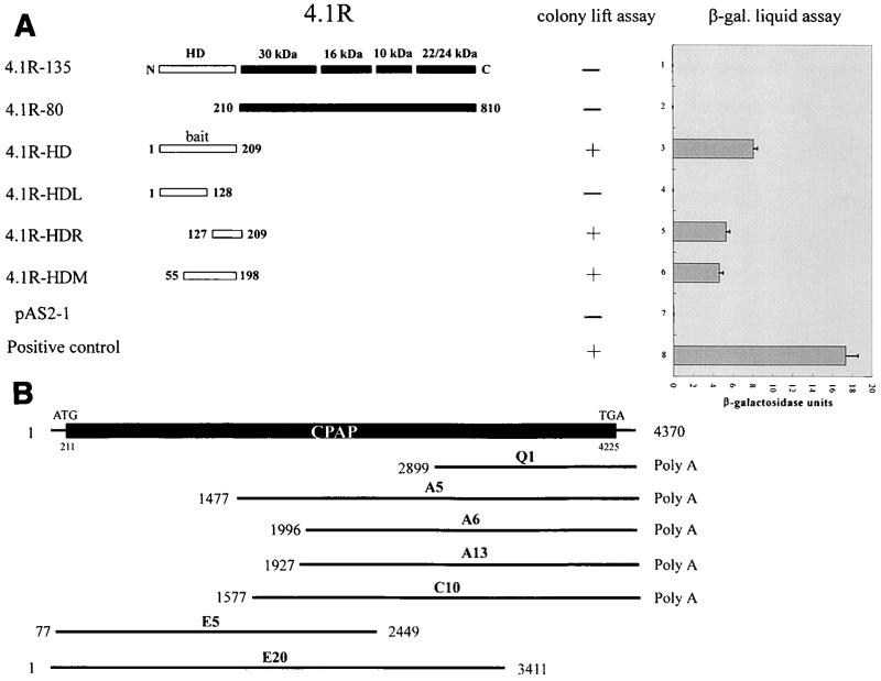 FIG. 1