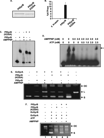 FIG. 5.