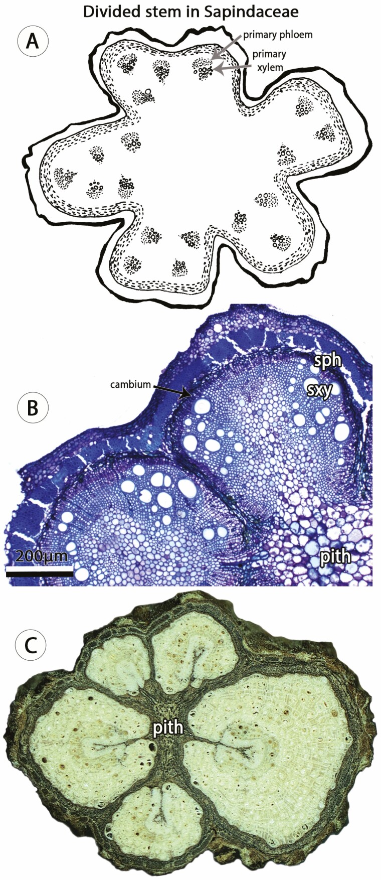Figure 5.