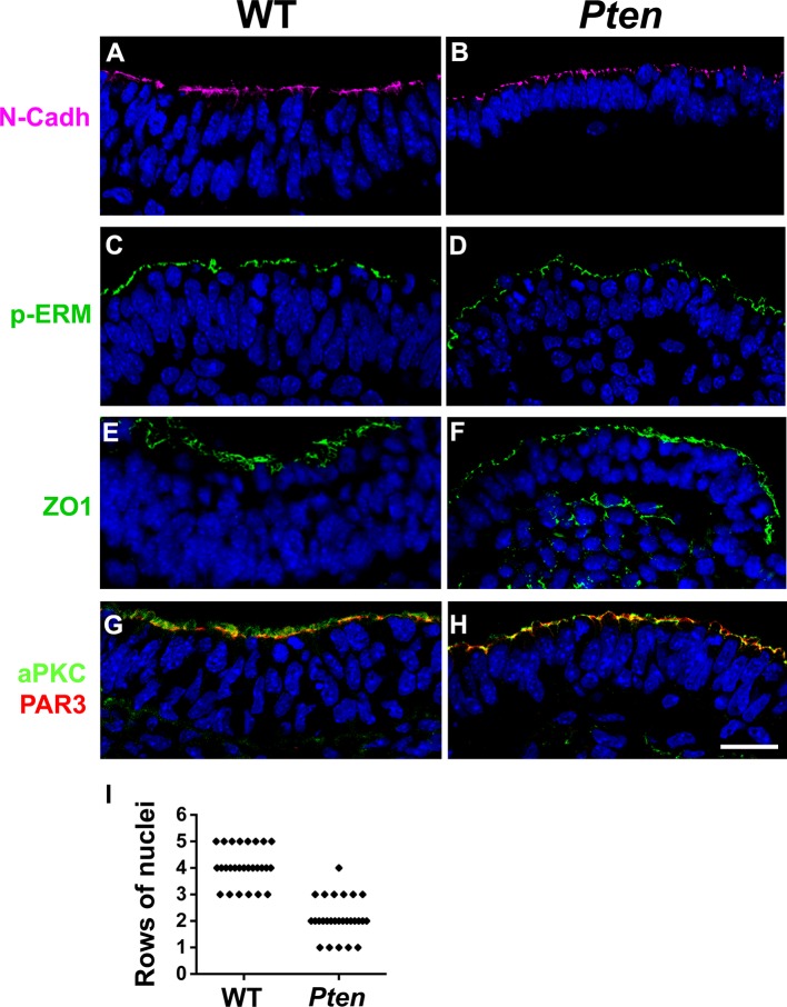 Figure 1—figure supplement 3.