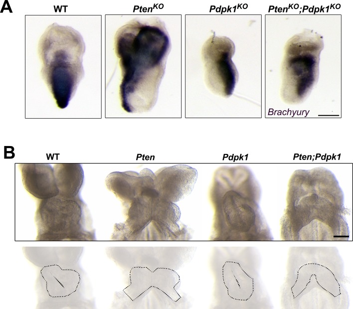 Figure 4—figure supplement 2.