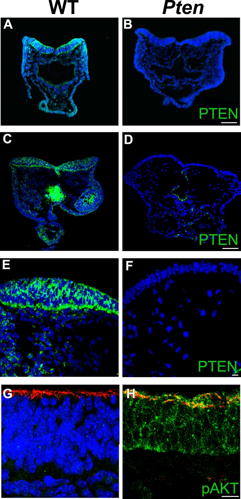 Figure 1—figure supplement 1.