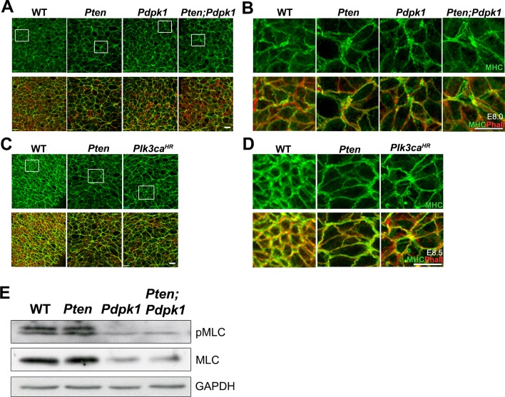 Figure 5—figure supplement 3.