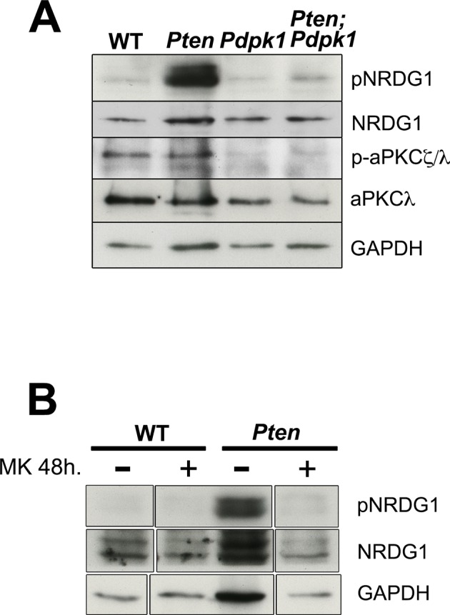 Figure 5—figure supplement 2.