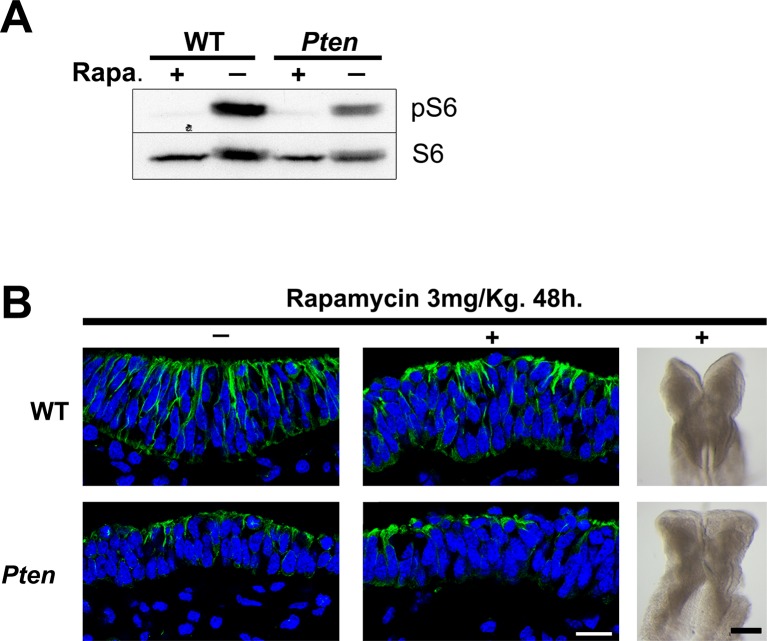 Figure 5—figure supplement 1.