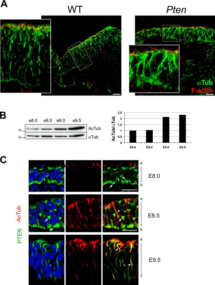 Figure 2—figure supplement 1.