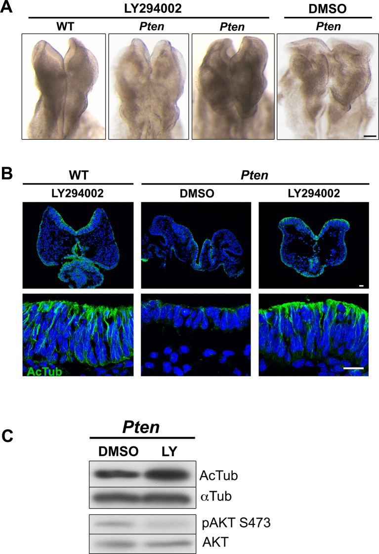 Figure 3—figure supplement 1.