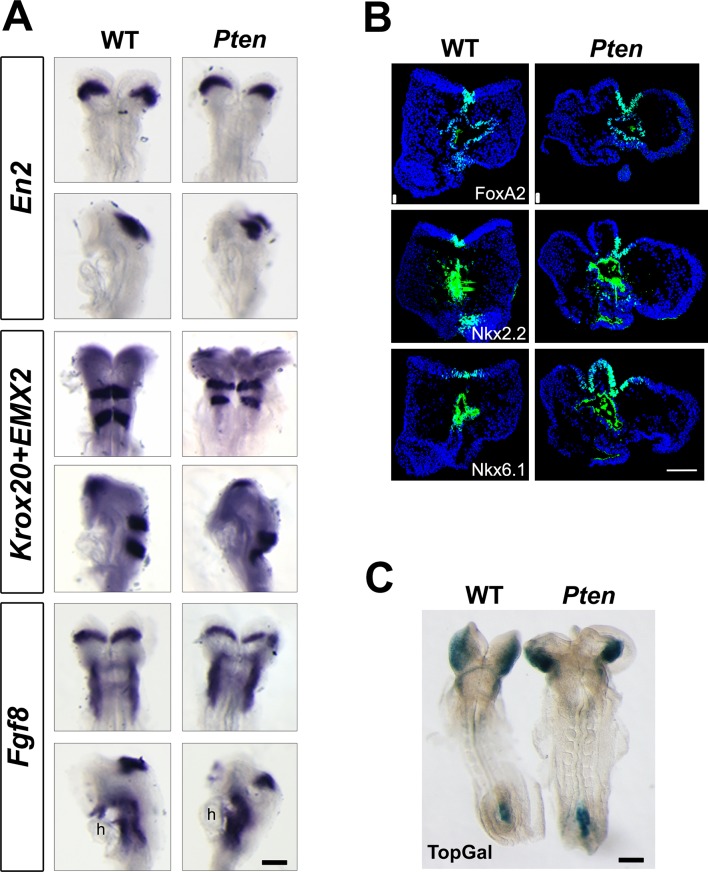 Figure 1—figure supplement 2.