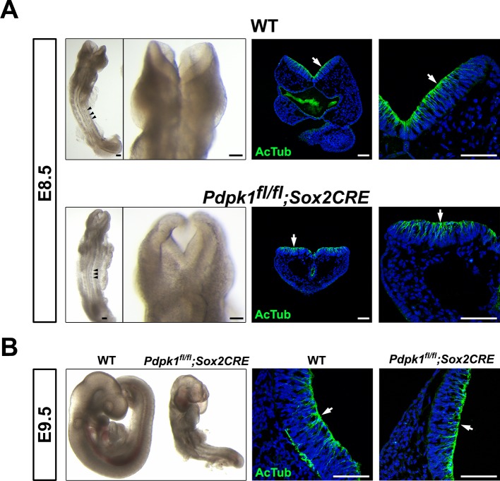 Figure 4—figure supplement 1.