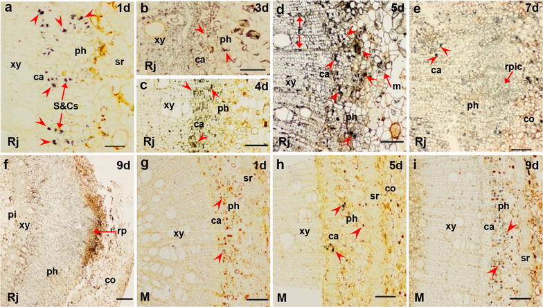 Fig. 3