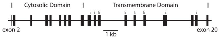 Fig. 1