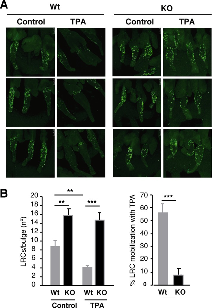 FIGURE 5: