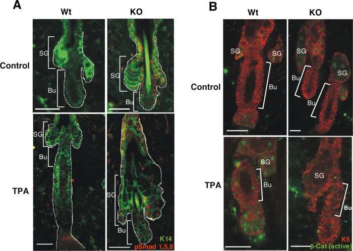 FIGURE 6: