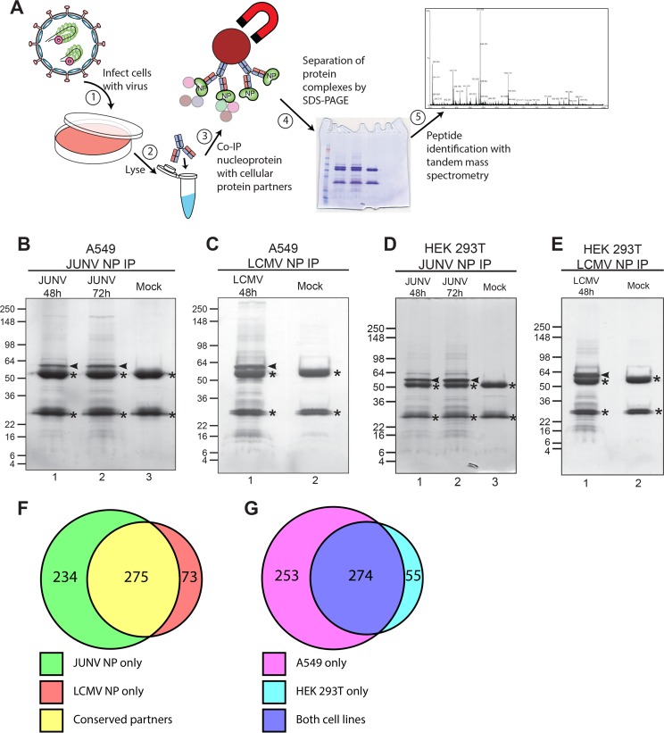 FIG 1