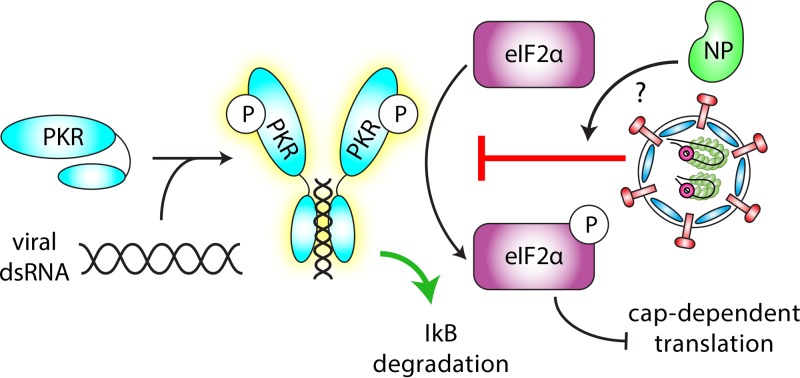 FIG 12