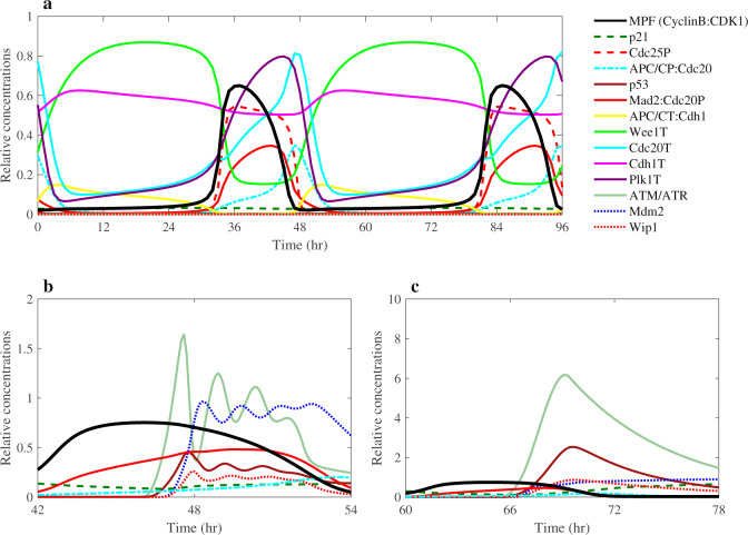 Crosstalk between Plk1, p53, cell cycle, and G2/M DNA damage checkpoint ...