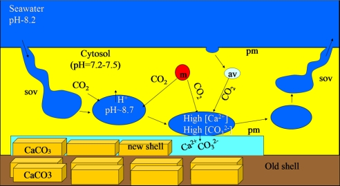 Fig. 7.