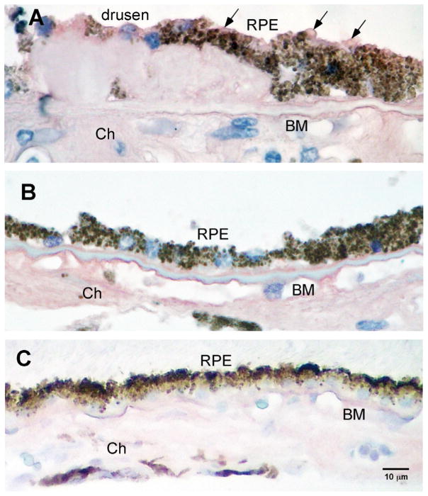 Fig. 6