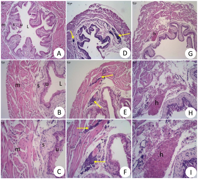 Fig 5